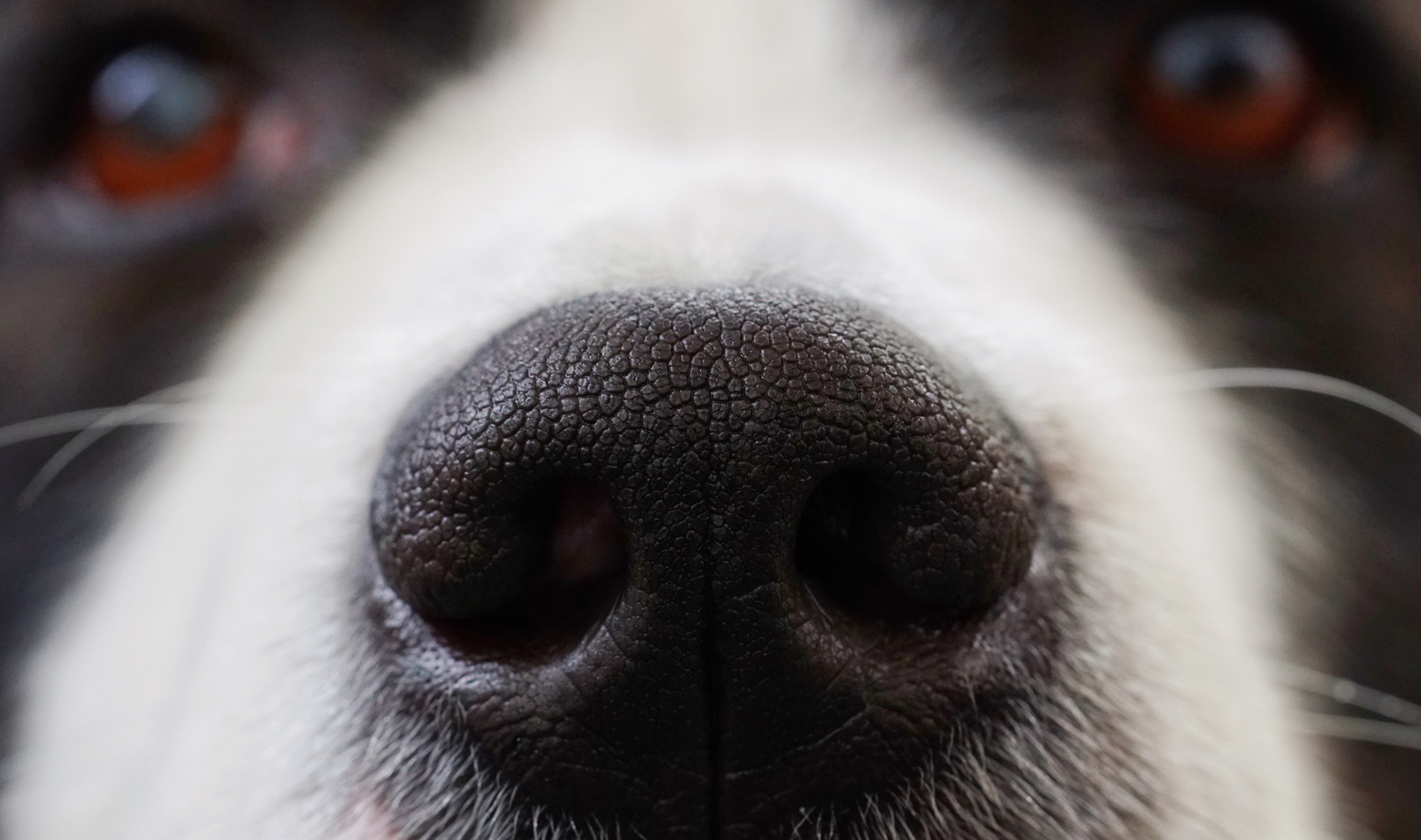 A Dog's Nose